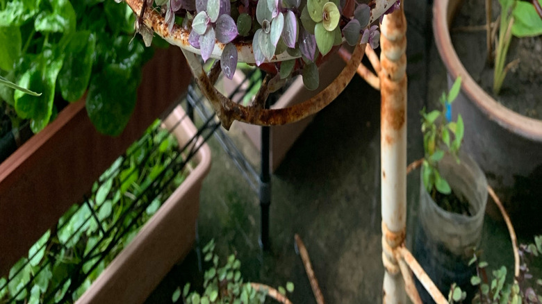 Turtle vine growing in a rustic pot