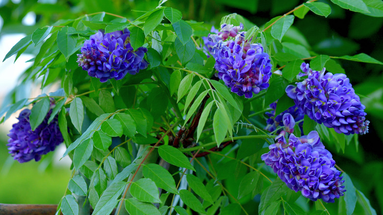 Five purple clusters of the American wisteria plant.