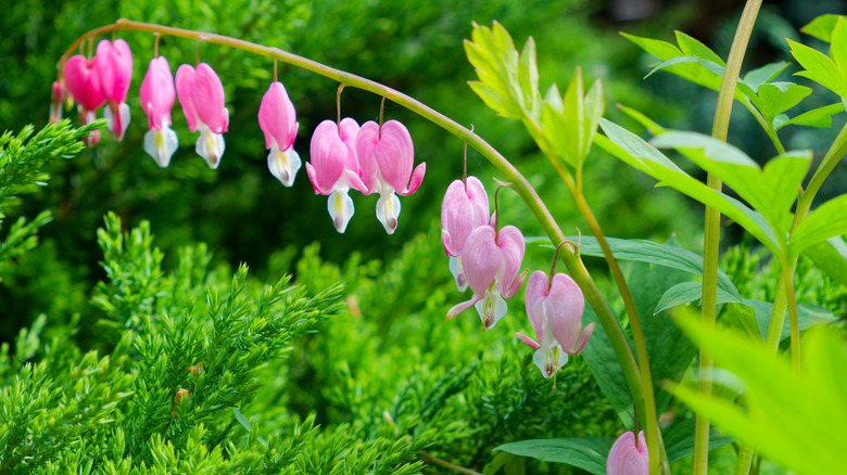 A row of pink bleeding heart blooms.