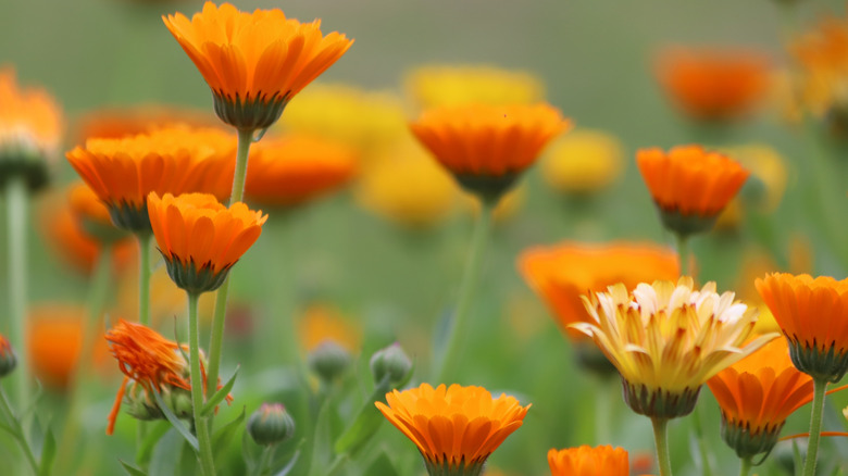 The bright orange blooms of the calendula plant.