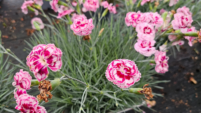 A group of dual-toned carnations in light and dark pink.