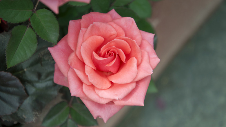 A bright pink China rose, surrounded by deep green foliage.