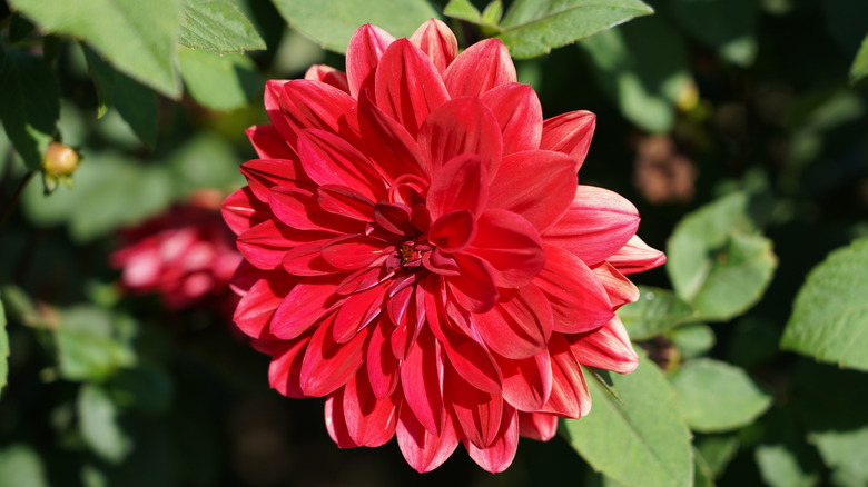 A single red dahlia in bloom.