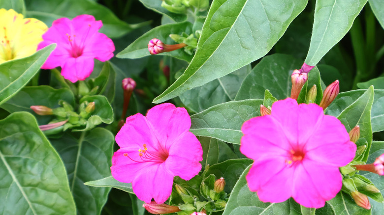 Four o'clocks in pink and yellow, surrounded by their gentle pointed foliage.