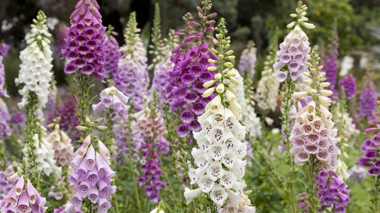 A large group of foxglove plants in bloom.