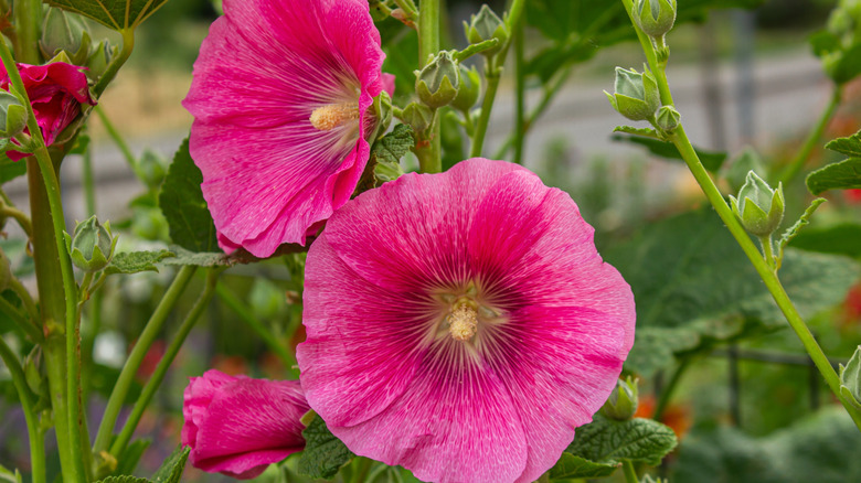 The rose red blossoms of the hollyhock plant.