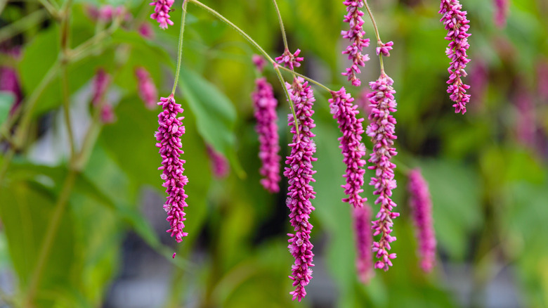The drooping, vibrant pink flowers of the kiss me over the garden gate plant.