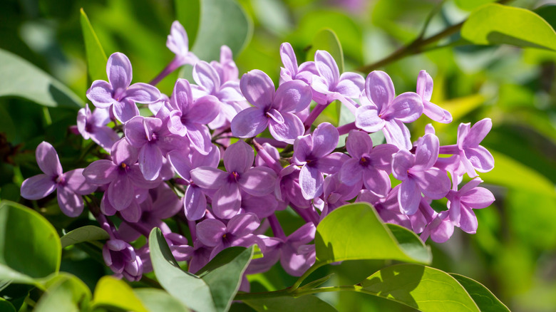 A cluster of tiny, delicious lilac flowers.