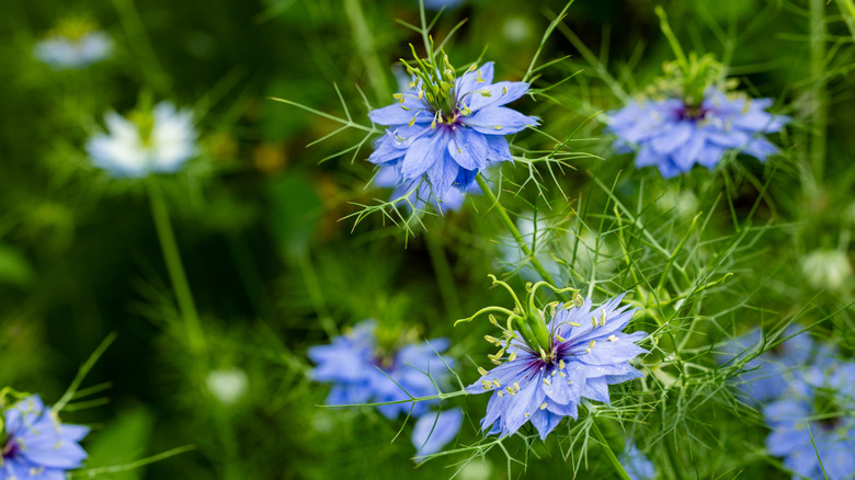 The unique blue and white blooms of the love-in-a-mist plant.