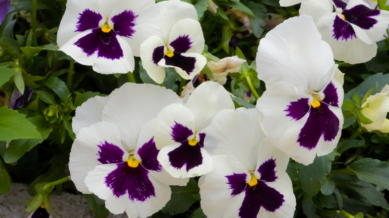 A small group of white and purple pansies in low lighting.