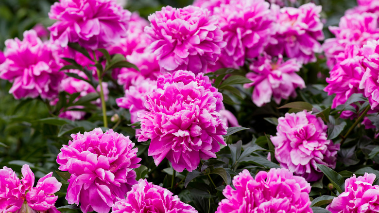 A close group of bright pink peonies.
