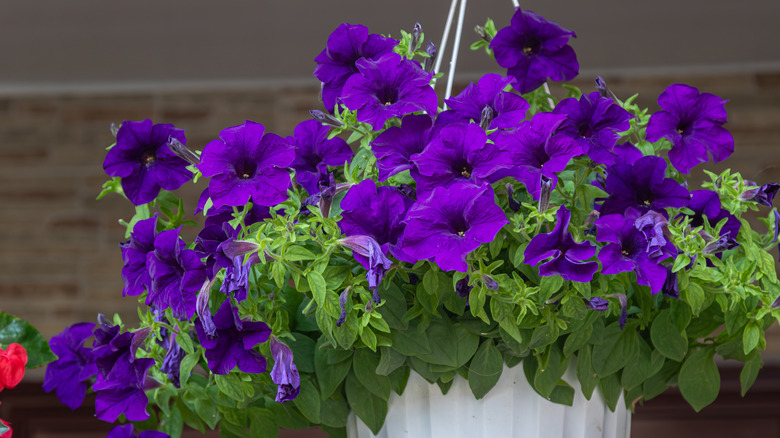 Deep purple petunia flowers in a white hanging basket.