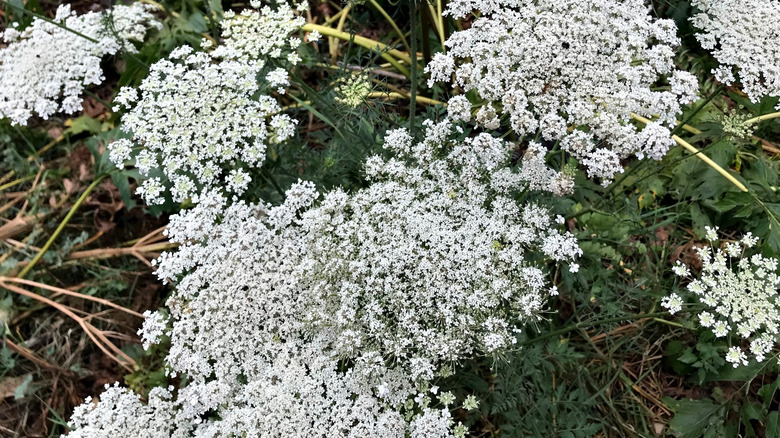 The delicate and plentiful flowerheads of the Queen Anne's Lace plant.