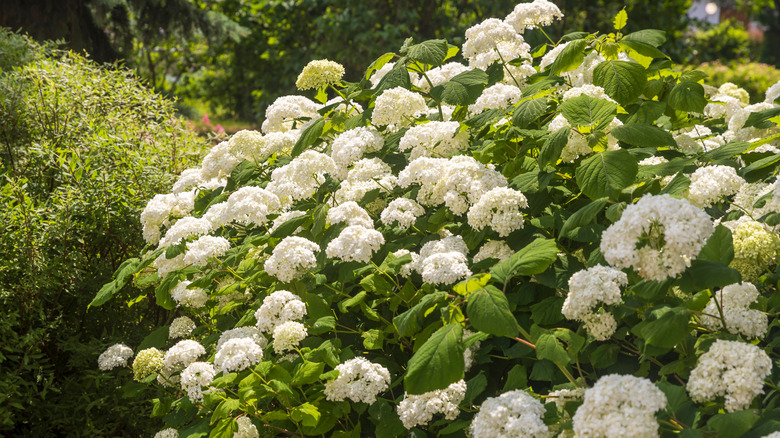 A white smooth hydrangea shrub in the sunlight.
