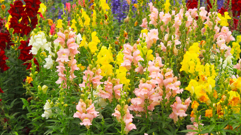 A huge cluster of snapdragon plants in a variety of colors.