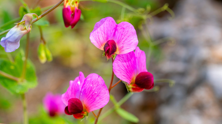 Pink sweet pea blooms in the sunlight.