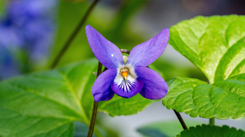 A single purple sweet violet.