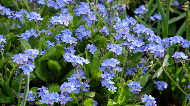 A large cluster of tiny, blue forget-me-not blooms.