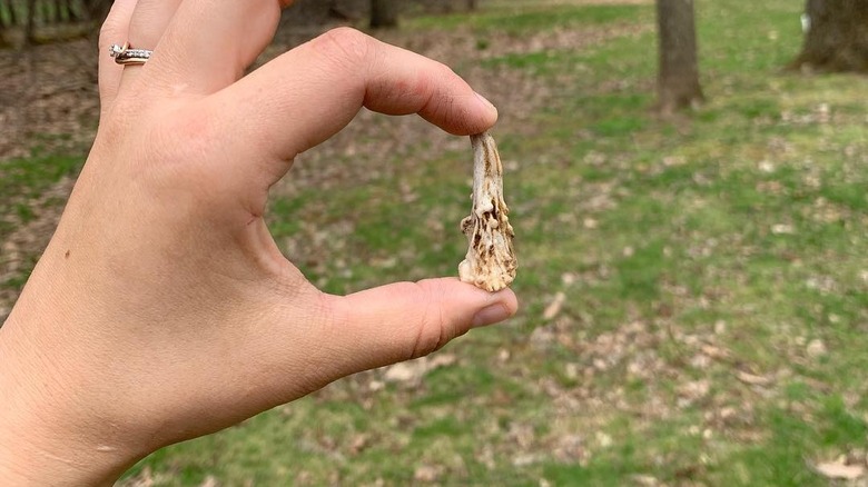 holding tiny deer antler shed