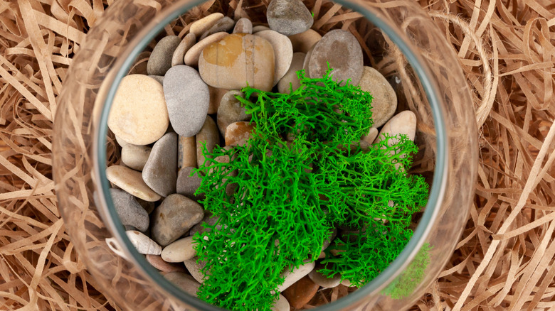 moss and rocks in glass bowl among hay