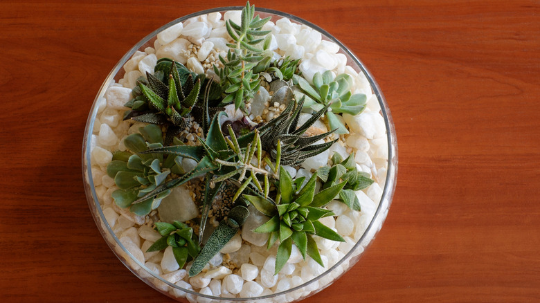 Succulents in glass bowl with white pebbles on wooden surface