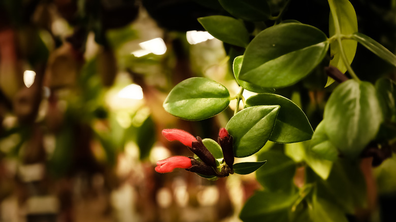 A close up view of a lipstick plant hanging outwards from an indoor living wall.