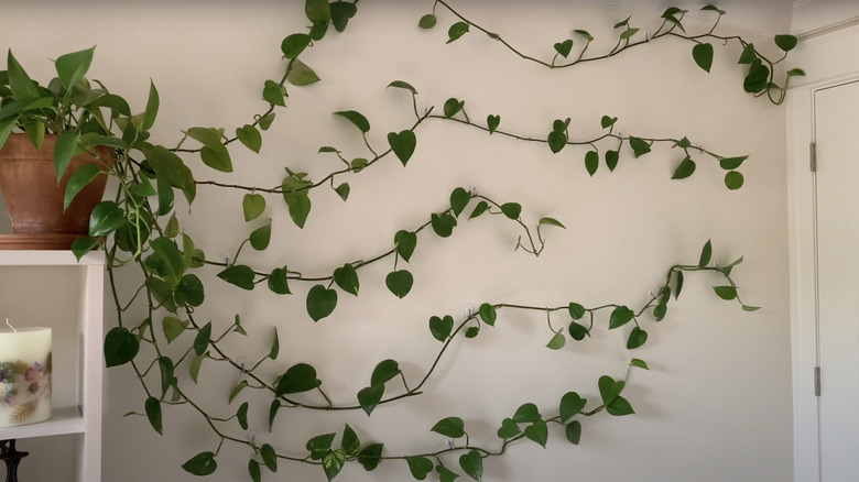 The trendrils of a large pothos houseplant grow along the wall.