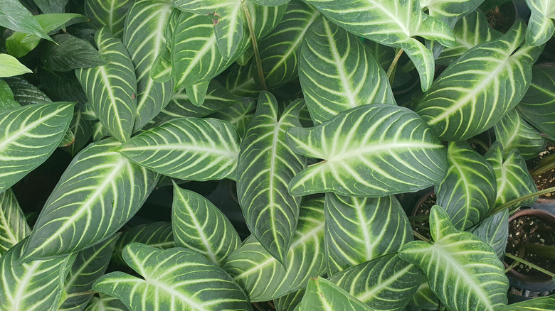 Phyllotaenium lindenii plants growing from pots in an indoor soil based living wall.