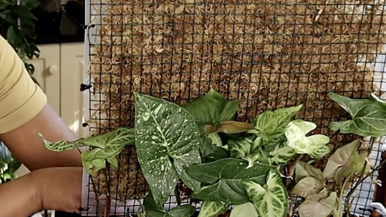 A woman demonstrates her newly planted Syngonium portable plant wall for indoor decor.