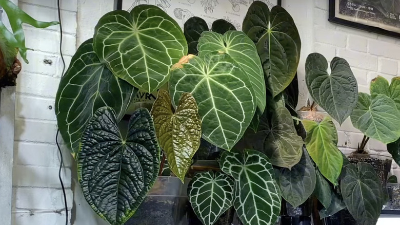 An indoor living wall of enormous anthuriums.