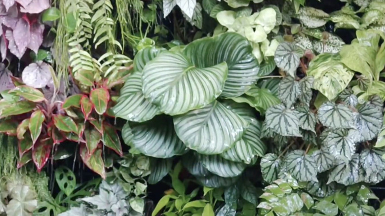 A calathea plant acts as a thriller in an indoor living wall filled with other tropical plants.