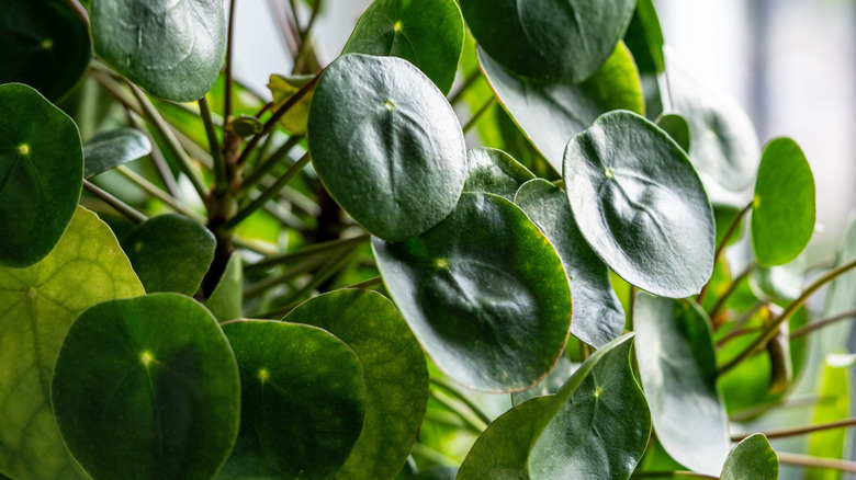 A Chinese money plant protrudes from an indoor living wall in a brightly lit room.