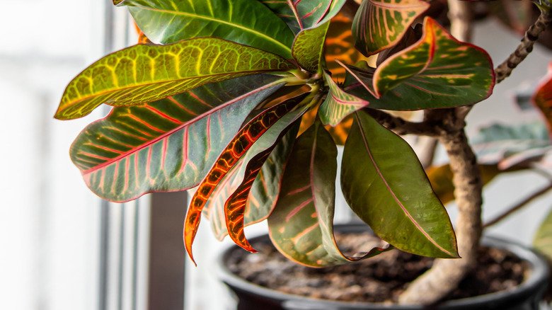 The leaves of a croton plant protrude from a living wall situated indoors nearby a bright window.