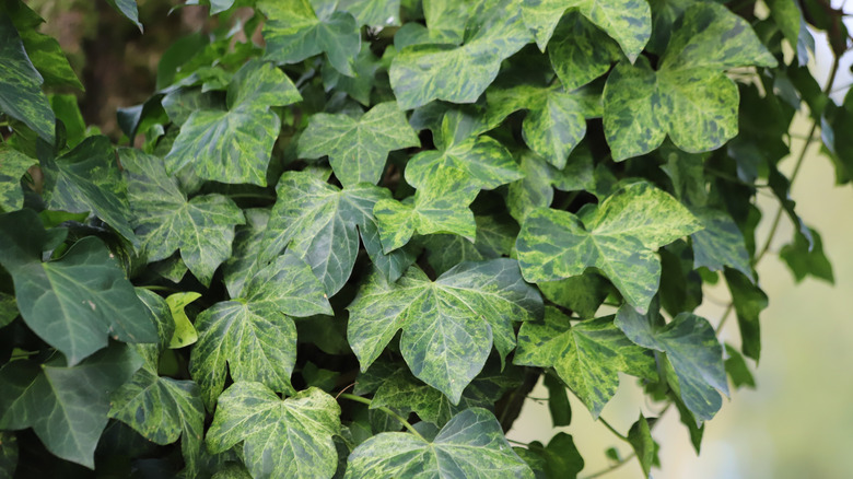 English ivy growing from the edge of a room dividing wall in a house.
