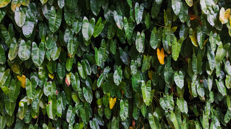 A single-species themed indoor living wall covered in Ficus pumila.