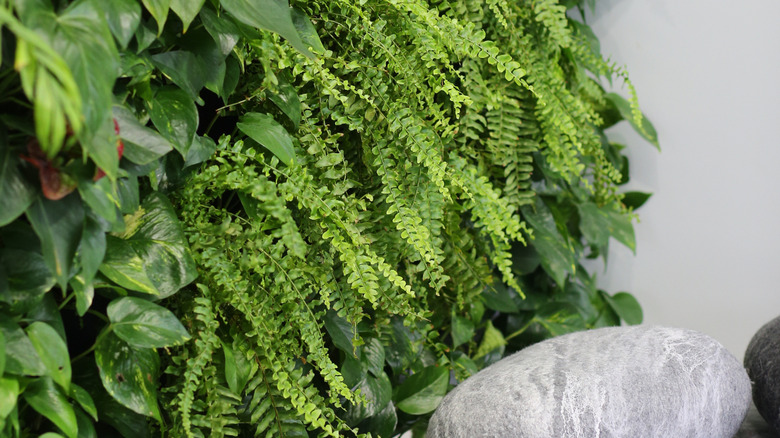 An interior living wall features ferns as a highlight among other types of houseplants.