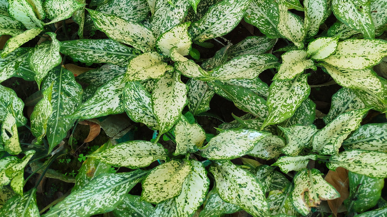 Numerous Aglaonemas planted in a soil planter type of living wall.