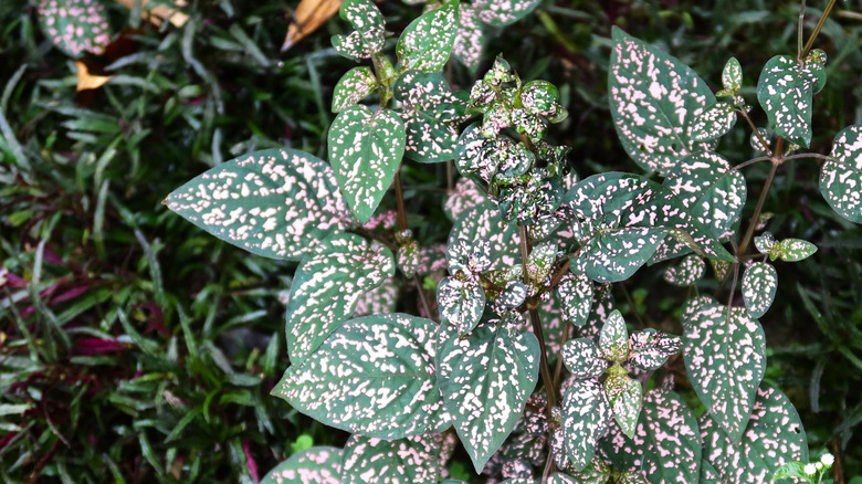 A polka dot plant is a star feature of a living wall featuring other tropical low light plants.