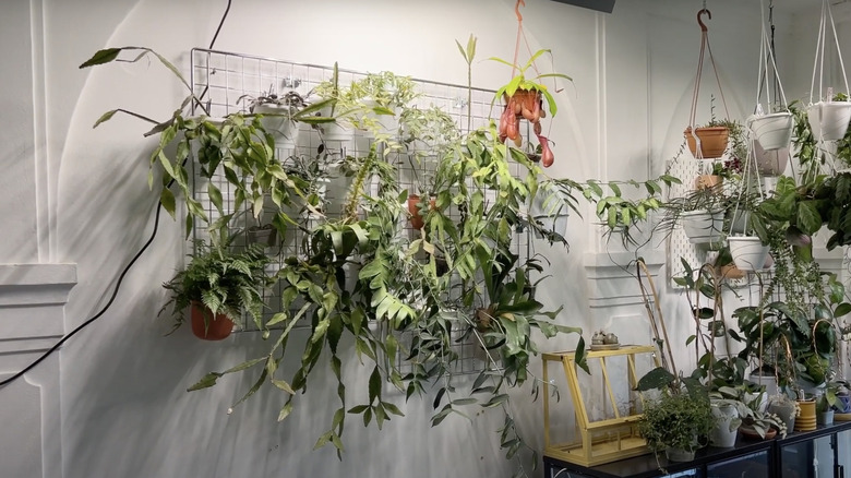 A mesh plant wall filled with different varieties of hoyas.