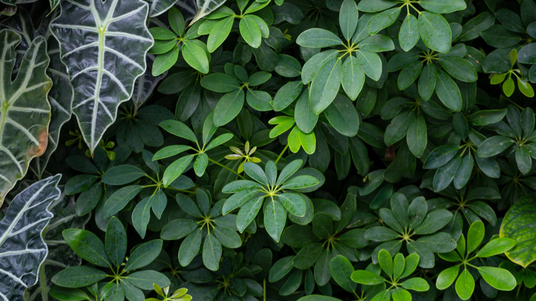 A section of a living wall is filled with umbrella plants.