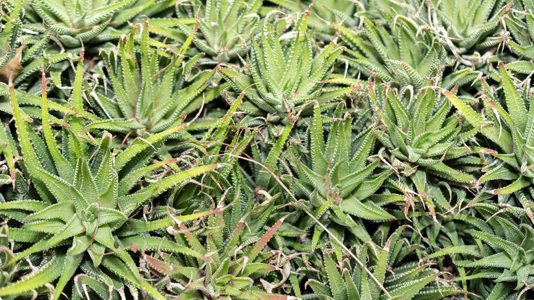 A large and healthy zebra plant protruding from part of an indoor living wall.