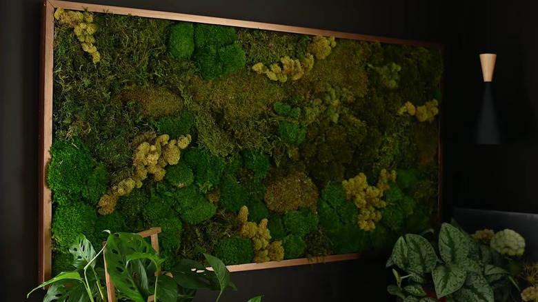 A real moss wall installation against a black wall
