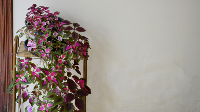 Potted coleus plants hang down from a wall-mounted shelf to create an indoor living wall feature.