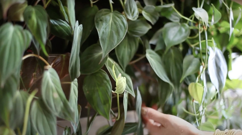 A hand reaches to touch the leaf of a Philodendron vine growing in an indoor living wall.