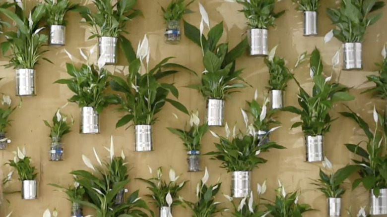 A woman pours herself a glass of water in the kitchen with a wall of peace lilies in the background.