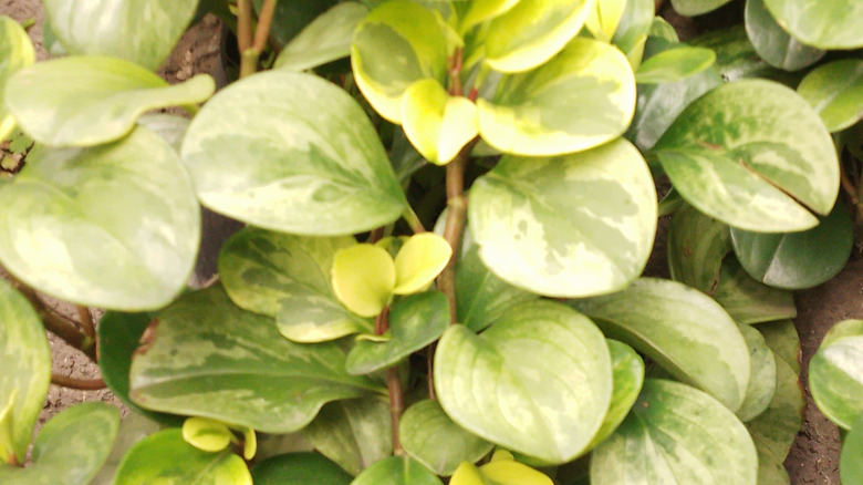 A baby rubber plant vine grows on a indoor living wall.