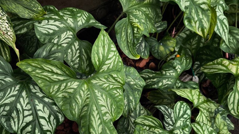 Cercestis mirabilis growing in an indoor living wall.