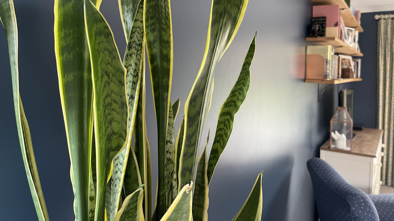 Snake plants grow up a living room wall.