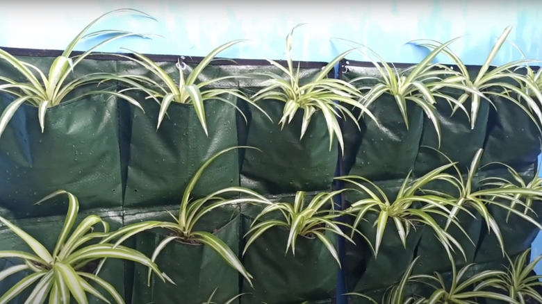 An indoor spider plant wall made from a plastic planting pocket system.