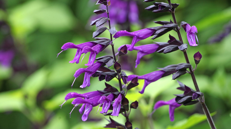Two 'Amistad' salvia stems with tubular, rich purple flowers